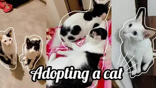 cat adoption essentials:food, litter, toys and love😻💖
