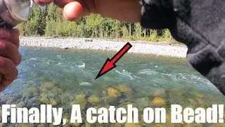 Finally, A catch on bead! Vedder/Chilliwack River Salmon Fishing