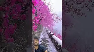 The Most Beautiful Place on Earth (Cinematic Experience) #