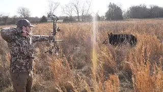 Bow Hunting Wild Hogs in Texas! They Ran Right at ME!