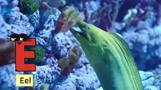 ABC Sea Animals Phonics Song | Learn ABCs with Sea Creatures | Fun ABC Song for Kids #abcd