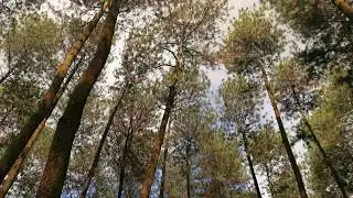 Pine trees | Free Stock Cinematic Video ( Link In Description )
