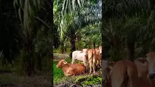 peternakan sapi Australia#shorts