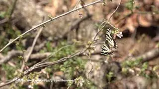 チョウジザクラに舞うヒメギフチョウ