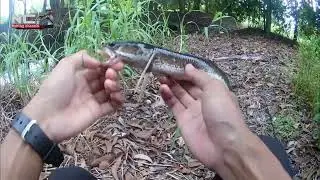 Casting haruan||hanyirkan softfrog handmade