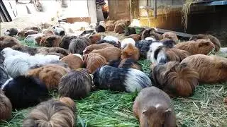 The Guinea Pig Question