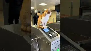 Yıldızların altında hepimiz biriz #istanbul #metro #metrostation #bosphorus #cats #catsofyoutube 