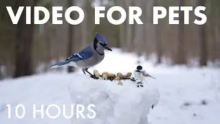 Blue Jays, Red Squirrels and Forest Friends in the Snow - 10 Hour Cat TV for Pets 🐱 - Jan 15, 2026