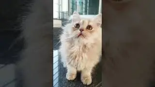 #kittens #kittenfunny #kittenfunny #catvideos