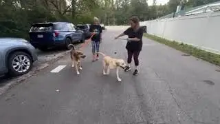 Dog Star Rowan!