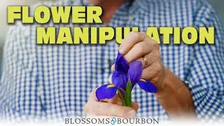 Flower Manipulation | Episode 1 of Two Minute Tuesdays with Blossoms and Bourbon