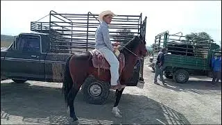 Plaza ganadera Izucar de matamoros del 13 del 12 /2023