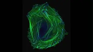 Confocal Microscopy - An Introduction