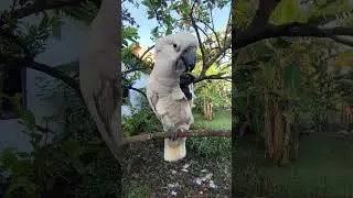 My stupid heart #animals #bird #cat #kakatua #parrot #animal #pecintasatwa #pets