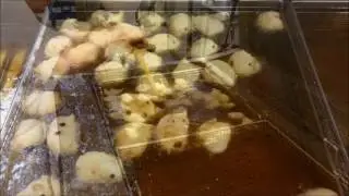 Sneeuwballen; het bakproces