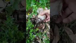 Steinpilze Wildpilze W.O.W
