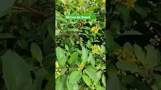 Planta que floresce o ano inteiro -Trialis (Galphimia brasiliensis) #flores #plantas #jardim #reggae