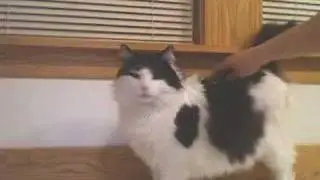 Re: Charles Has A Licking Problem