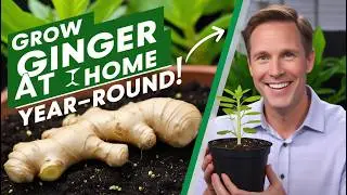 How to Grow Ginger at Home for a Year-Round Supply | Easy Gardening Tips