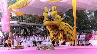 Barongsai Marga Lim || Festival muaro Padang || Visit Sumatera barat || 25 April 2023