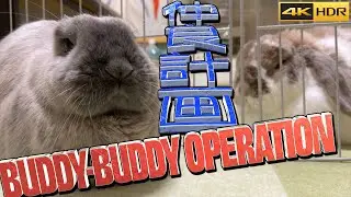 不仲なうさぎ兄妹を仲良くさせる為の計画【2日目】