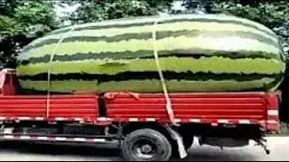 10 FRUITS ET L&Eacute;GUMES LES PLUS GROS DU MONDE !