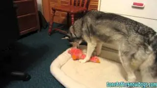 Shiloh does know how to play!