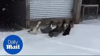 Ducks experience snow for the first time and quickly go back inside!