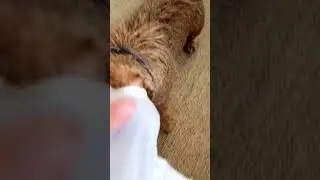 Copy of Sausage dog talks back when trapped in laundry basket. Guffaw!