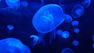 Ambient Violin Music - Soundscape #29 - Deep Blue - 10 min