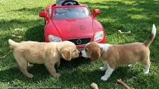 Puppies Videos for Babies 🐕 Cute Funny Dog Videos for Kids