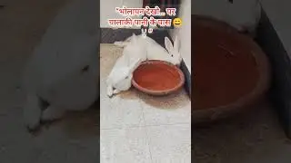 भोलापन देखो&hellip; पर चालाकी पानी के पास 😄🐰&rdquo;##AiseBholeBanKeBaithe #RabbitVibes #FunnyRabbit #CuteRabbit