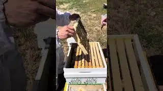 Bee Day Week 6 #environment #beegarden #pollinators #beekeeping #savethebees #bee #gardening