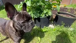 Repel Pest with These Plants! Reed's Garden Update.