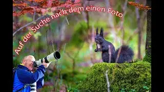 Auf der Suche nach dem perfekten Foto &ndash; Eichh&ouml;rnchen & Wildtiere vor der Linse 🐿📷