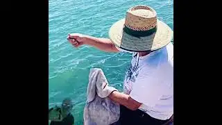 Peter and John catching luderick. At the Pilot station. Bait: ￼cabbage weed.