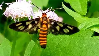 TIGER MOTH (ngengat tawon) Amata Huebneri (Boisduval, 1829) @FaunaMagazine