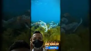 SOTONG INGIN BERTELUR 😲🦑 #shorts #sotong #cuttlefish #underwater #fishing