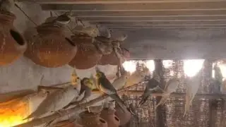 Cocktail Colony Parrot Birds