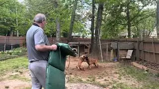 Backyard Mayhem! Our Two Dogs Having Way Too Much Fun Together!