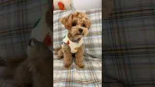&ldquo;Louie&rsquo;s Playful Tongue Out 🐶💕 | Cutest Puppy Moment&rdquo;