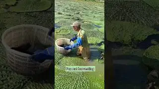 Collecting Fox nuts is very difficult work | Rural Farmer Harvesting Makhana #shorts #harvest