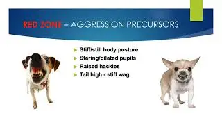 Spearwood Vet BEHAVIOUR TALK VIDEO