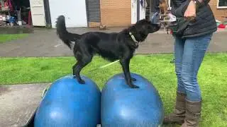 Chobe   Dog Support   4K