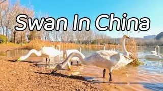 Swan In China | 4K | 10Bit Color | January | 2026 | 4k 10bit |