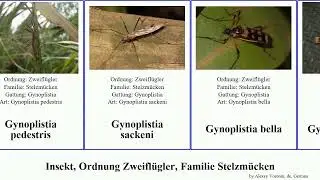 Insekt, Ordnung Zweifl&uuml;gler, Familie Stelzm&uuml;cken dicranomyia gynoplistia insect bella sera simplex