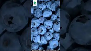 Сок из 16 ягод