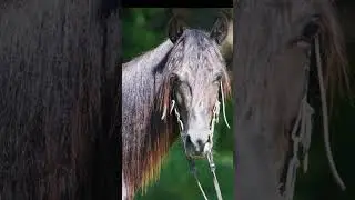 Night Hawks Nad News colt Rocky Mountain