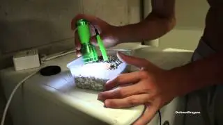 Bearded Dragons Moving Inside Egg