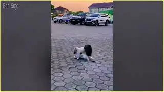 Animal Moments That Will Never Happen Again